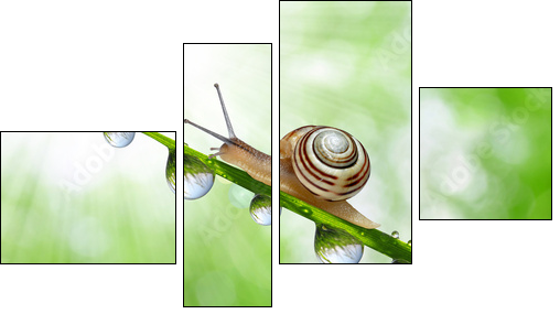 Snail on dewy grass close up - Four-piece canvas, Fortyk