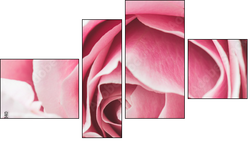 Pink Rose Flower with shallow depth of field and focus the centre of rose flower  - Four-piece canvas, Fortyk