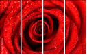 112923652
