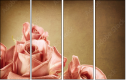 29543249