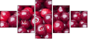 43026743