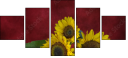 45812888