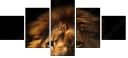 57644723