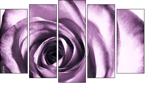 Purple rose - Five-piece canvas, Pentaptych