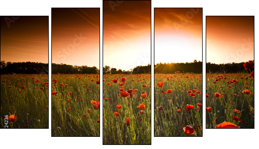 poppies field - Five-piece canvas, Pentaptych