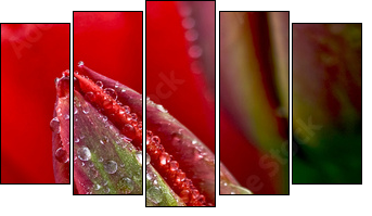 water drop on the tulip - Five-piece canvas, Pentaptych