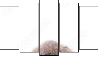 Orang-Utan - Five-piece canvas, Pentaptych