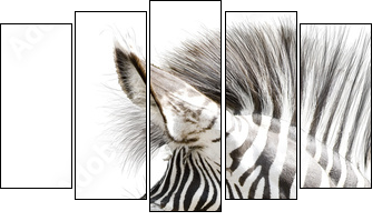 Zebra 001 - Five-piece canvas, Pentaptych