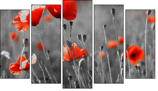 red poppies on  field - Five-piece canvas, Pentaptych