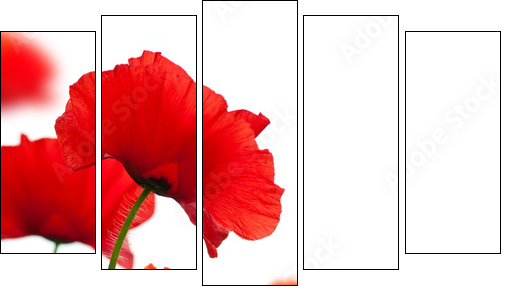 poppies isolated on white background- border angle of page - Five-piece canvas, Pentaptych
