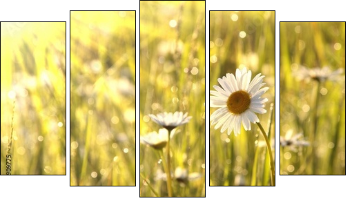 Spring daisies at dawn - Five-piece canvas, Pentaptych