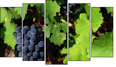 Italian vineyard - Five-piece canvas, Pentaptych
