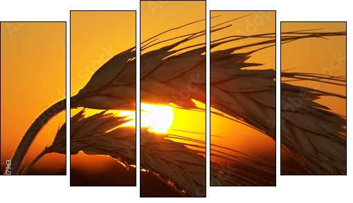 Wheat - Five-piece canvas, Pentaptych