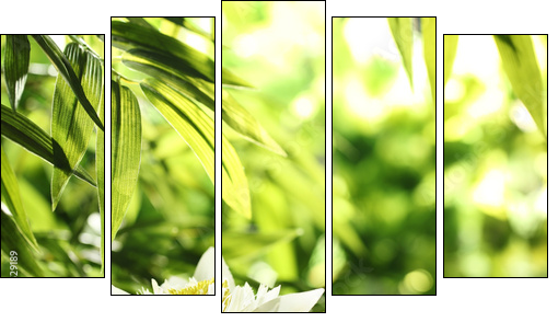 water lily - Five-piece canvas, Pentaptych