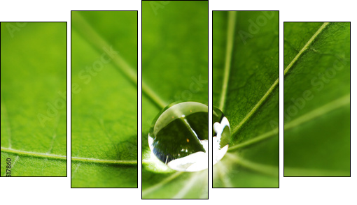 Water drop on green leaf - Five-piece canvas, Pentaptych