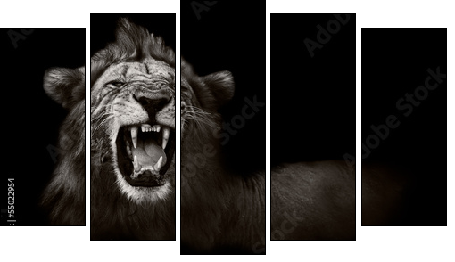 Lion displaying dangerous teeth - Five-piece canvas, Pentaptych