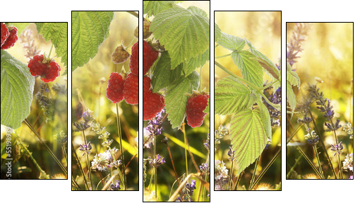 Raspberry.Garden raspberries at Sunset.Soft Focus - Five-piece canvas, Pentaptych