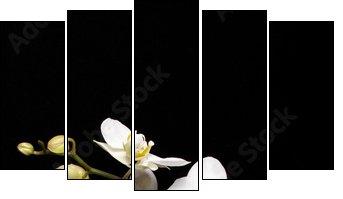 White orchid isolated on black - Five-piece canvas, Pentaptych