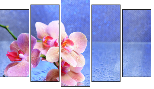 Beautiful blooming orchid with water drops - Five-piece canvas, Pentaptych