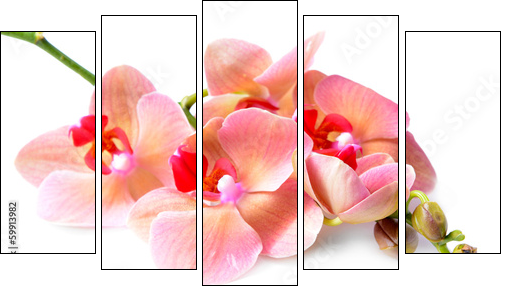 Beautiful blooming orchid isolated on white - Five-piece canvas, Pentaptych