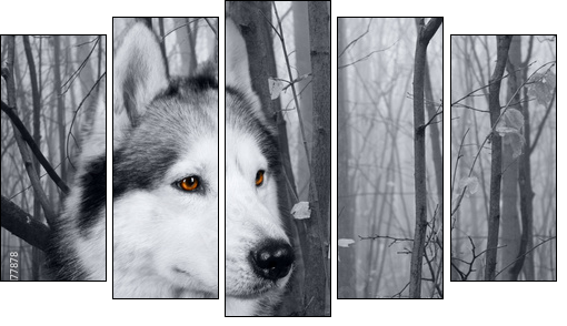 wolf in the woods - Five-piece canvas, Pentaptych