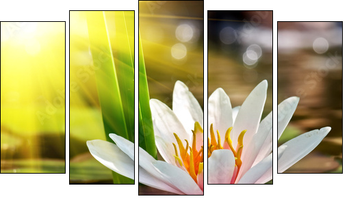 water lily - Five-piece canvas, Pentaptych