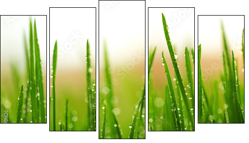 Green wet grass with dew on a blades - Five-piece canvas, Pentaptych