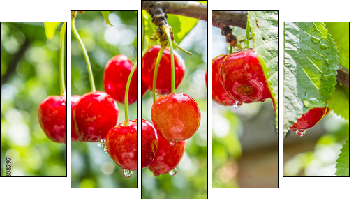 Cherry red berries on a tree branch with water drops - Five-piece canvas, Pentaptych