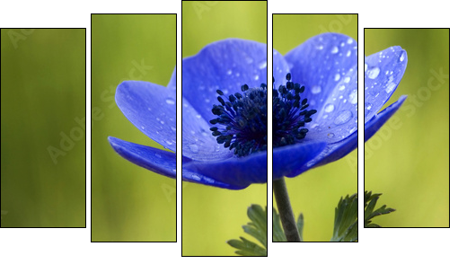 Blue Anemone Flower with Waterdrops - Five-piece canvas, Pentaptych
