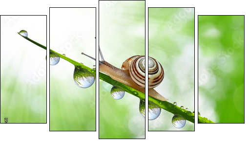 Snail on dewy grass close up - Five-piece canvas, Pentaptych
