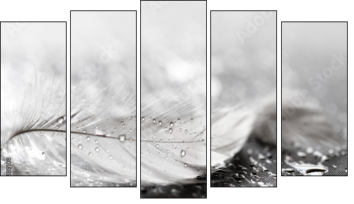 White feather with water drops - Five-piece canvas, Pentaptych