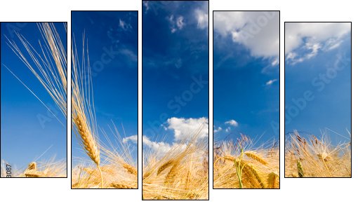 getreidehalm - Five-piece canvas, Pentaptych