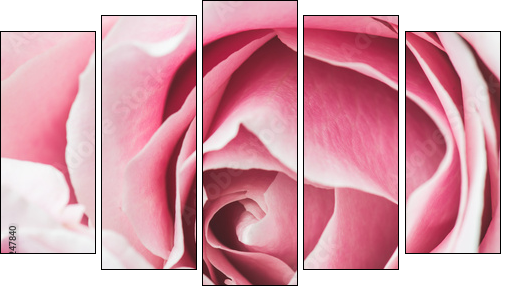 Pink Rose Flower with shallow depth of field and focus the centre of rose flower  - Five-piece canvas, Pentaptych