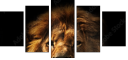 57644723
